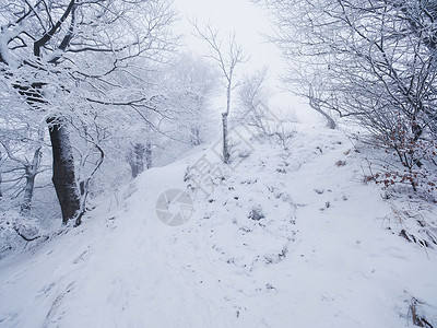 减少穿过森林的雪道山坡上的冬天黑暗和雾蒙的森图片