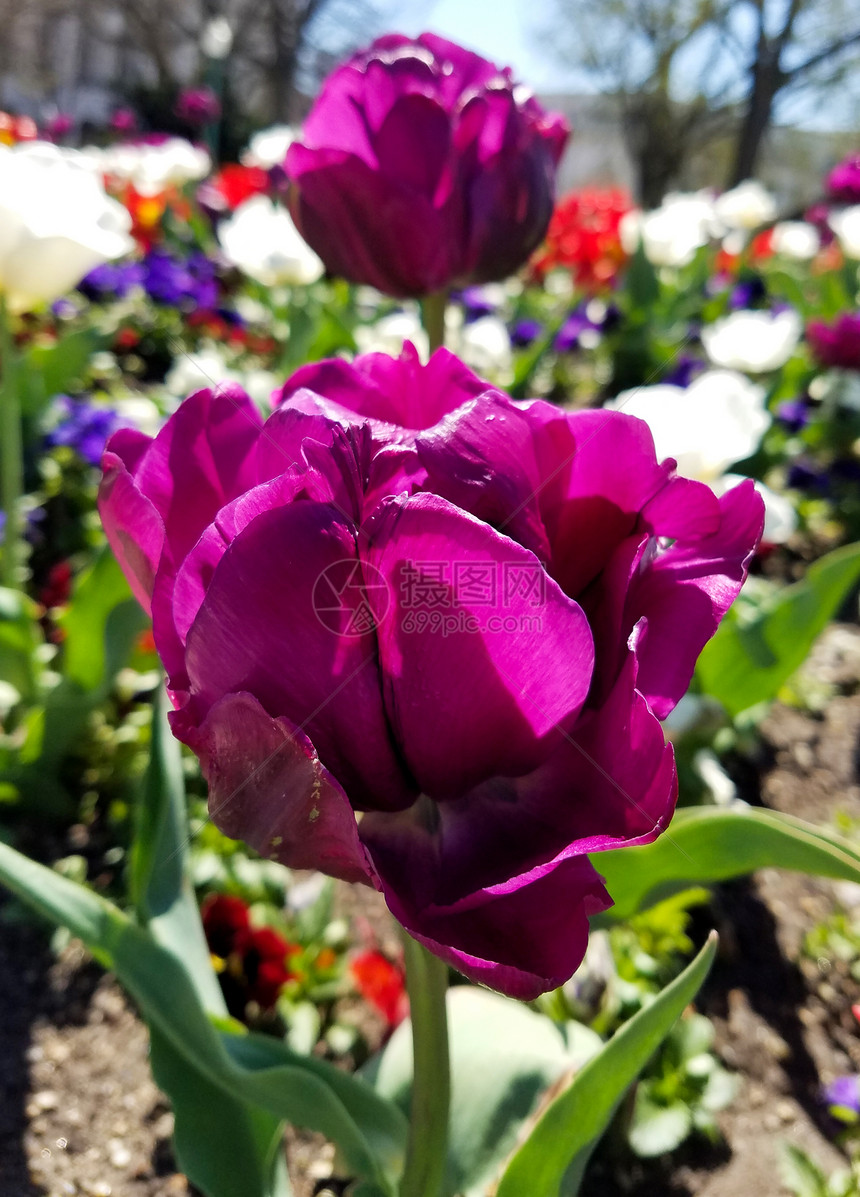 春季花卉景观的紫色郁金香特写图片