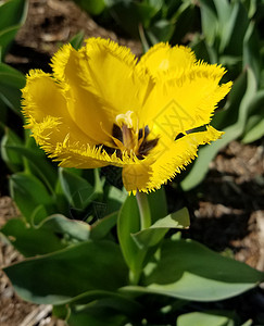 春天背景的亮黄色郁金香特写镜头图片