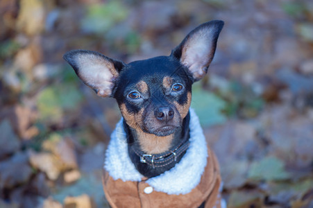 穿毛衣的时髦小狗和羊皮大衣在秋末的背景之下图片