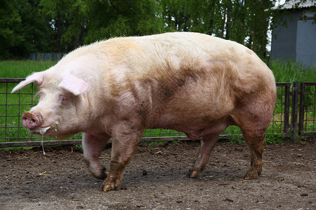 农村动物农场等母猪的大公猪图片