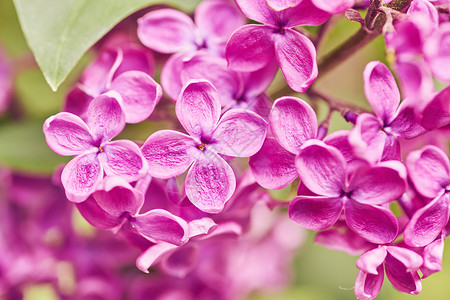 春天的花朵盛开的丁香花图片