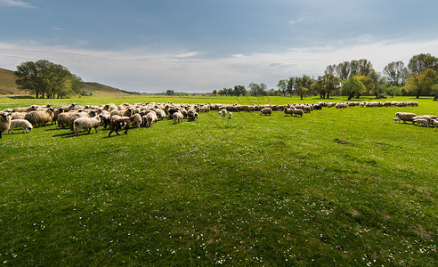牧场上的羊群春天的草地图片