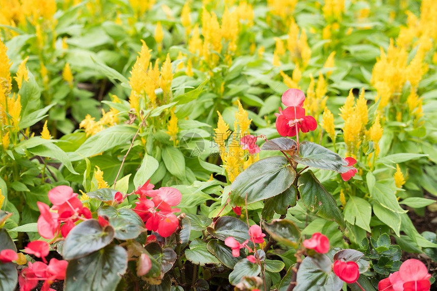 花园里的红色草莓和黄色角标花公园图片
