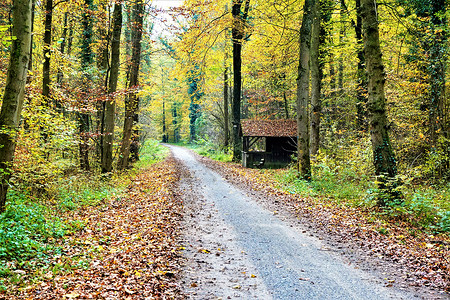 森林里的一条小路地上有小屋和树叶图片