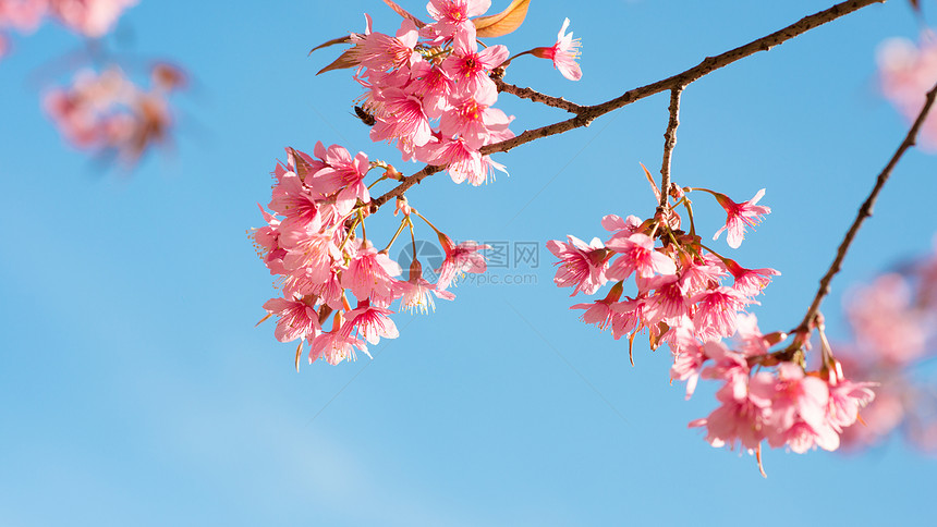 春天美丽的樱花樱花蓝图片