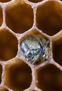 蜂巢内的蜜蜂特写图片