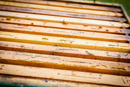 打开蜂箱蜜蜂在窝木框架上沿着蜂箱爬行图片