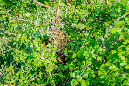 蜂群聚集在树枝上图片