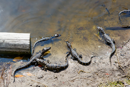佛罗里达湿地的美国小鳄鱼群美国大沼泽地公园小鳄鱼游客野生自然和动图片