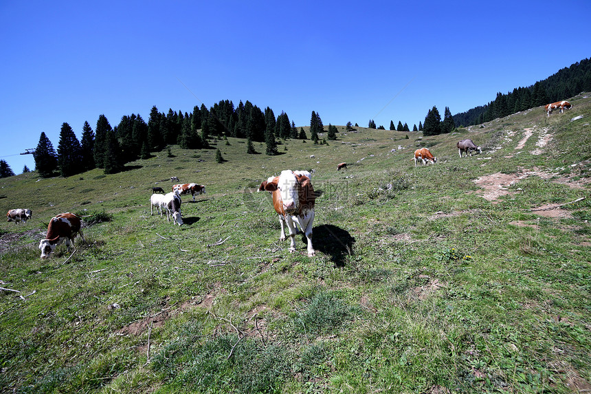 夏季在青山草原上放牧的牛用图片