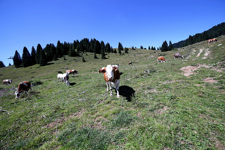 夏季在青山草原上放牧的牛用图片