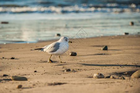 网床脚海鸥在沙滩上行走背背景