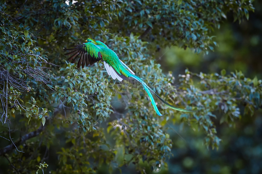 飞行的金碧辉煌的格查尔法罗马赫斯莫辛诺长尾呈虹彩的热带鸟图片
