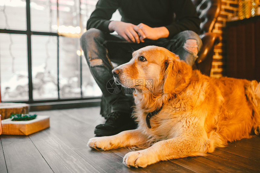 成年狗一只金毛猎犬图片