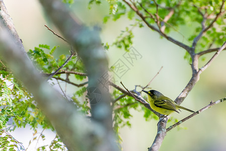 近距离接近黄领幼蝇捕猎鸟的过渡鸟在图片