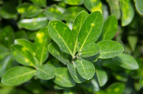 绿色茶叶植物灌木背景形态环境自然天质图片