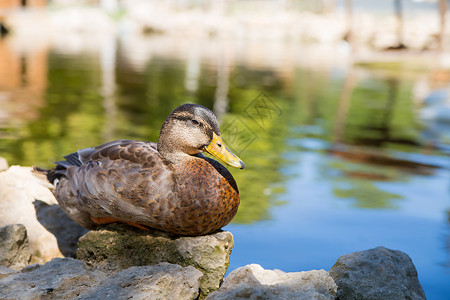 棕鸭野坐在石湖池塘上夏日阳光明媚的一天特勤发现每个图片