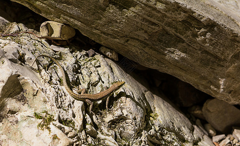 年轻的棕色小蜥蜴在太阳下在岩石上一块裂缝前烘烤准图片
