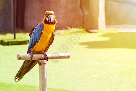 美丽的鹦鹉金刚鹦鹉坐在太阳光下图片