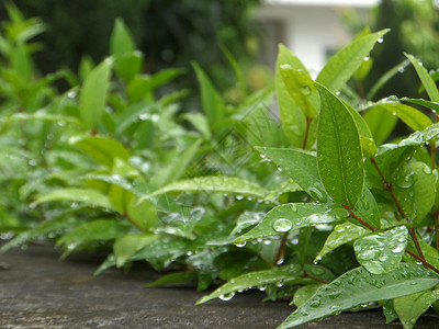 雨水滴在绿叶和花园混凝土墙上图片