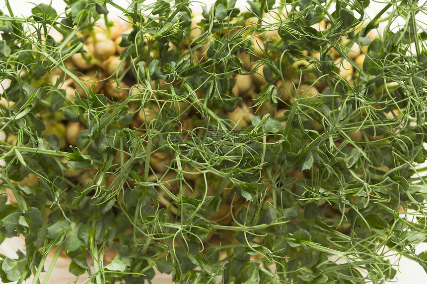 在种植豆芽以获取健康沙拉方面图片