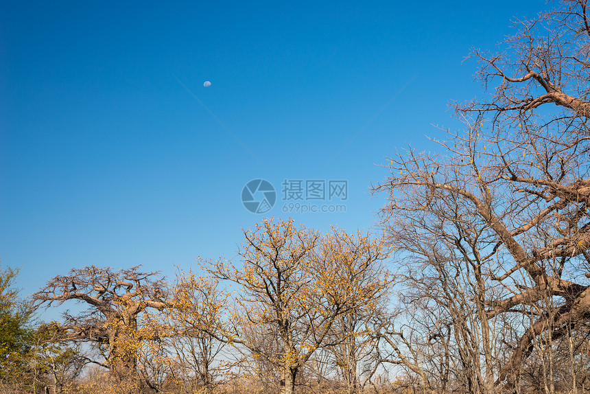 猴面包树植物和月亮在非洲大草原与清澈的蓝天图片