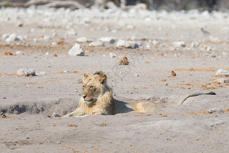 狮子趴在地上非洲纳米比亚埃托沙公园的图片