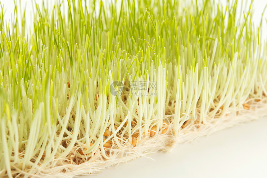 在白色背景下隔离的新鲜微绿色缝合种植小麦芽以获取健康沙拉饮食正确图片