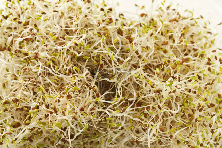 新鲜的微绿色缝合关于种植健康沙拉的丝质发芽最佳视图饮食正确图片