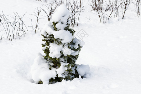 阳光明媚的天气特写镜头下雪中的绿树图片