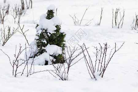 阳光明媚的天气特写镜头下雪中的绿树图片