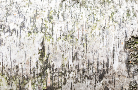 纹理树皮桦木背景白色灰与黑色迷你线条木制底座图片