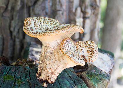 长卷蘑菇白色棕色条纹在风湿的旧树图片