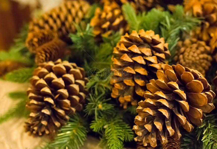 杉木圣诞棕色锥自然棕色特写图片