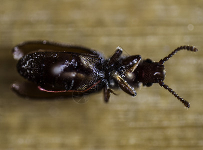一只微小的面粉甲虫仰卧在肉块柜台上的微观宏特写照片图片