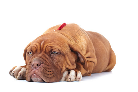 可爱的多格德波尔罗小狗看起来很沉睡图片