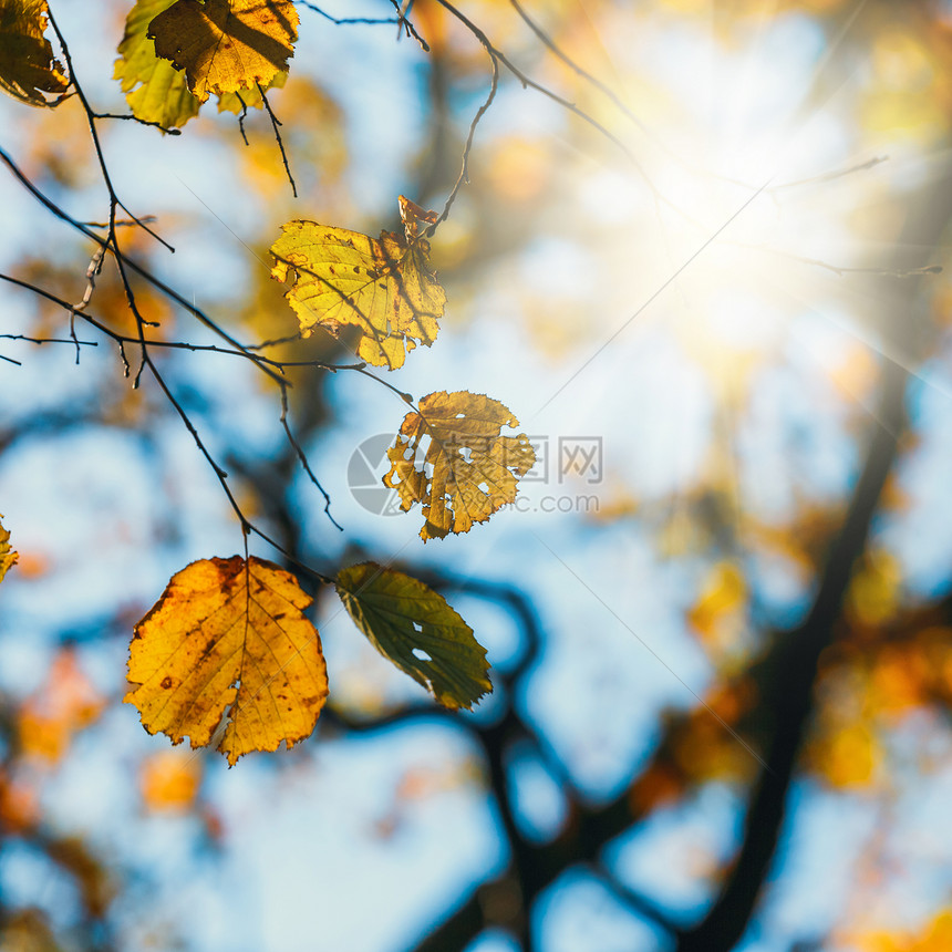 以蓝天为背景的五颜六色的秋叶图片