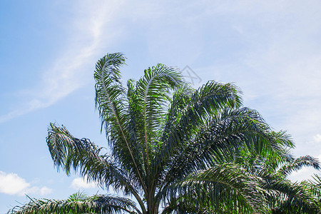 在自然与蓝天的棕榈树图片