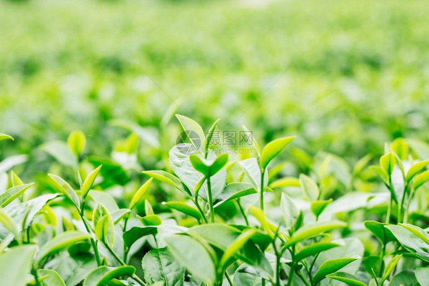 种植具有绿色背景的年轻茶叶图片