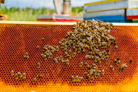 养蜂人用蜂窝和蜜蜂来控制蜜蜂聚居图片