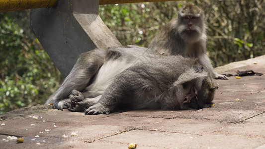 猴子猕猴在雨林中猴子在自然环境中印度尼西亚巴厘岛长尾图片