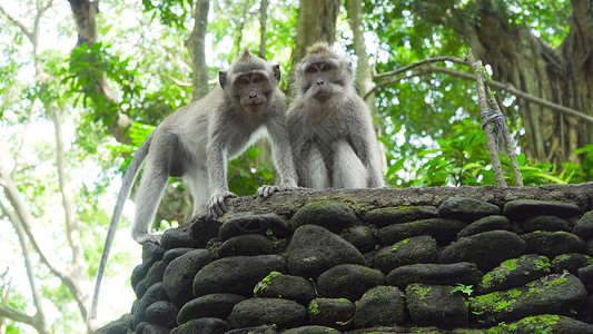猴子猕猴在雨林中猴子在自然环境中印度尼西亚巴厘岛长尾图片