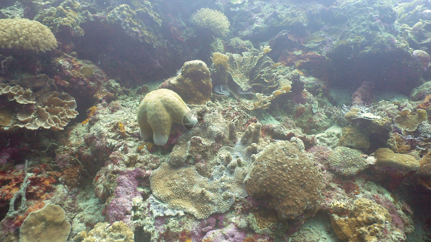 珊瑚间的海星硬珊瑚和软珊瑚在热带海域潜水和浮潜图片