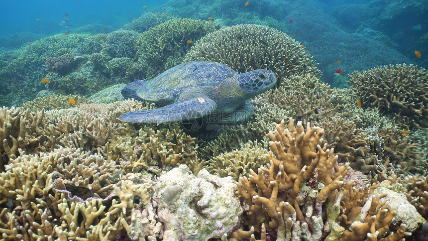 海龟在水下在珊瑚上游泳海龟在水下的海洋中移动它的脚蹼奇妙而美丽的海底世界在热带海域潜水和图片