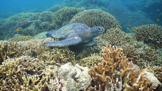 海龟在水下在珊瑚上游泳海龟在水下的海洋中移动它的脚蹼奇妙而美丽的海底世界在热带海域潜水和背景图片