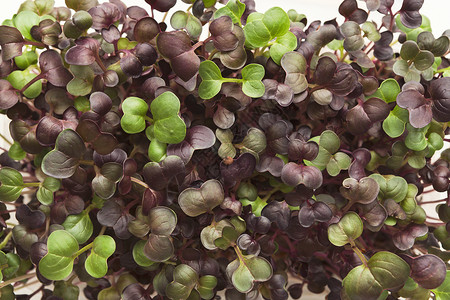 新鲜的微绿色缝合关于种植青菜以获取健康沙拉的顶端视图饮食正确图片