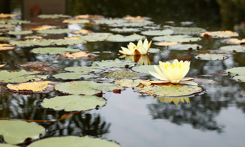 池塘边的黄莲花图片