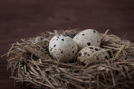 鹌鹑蛋在深棕色木制背景的巢穴中图片