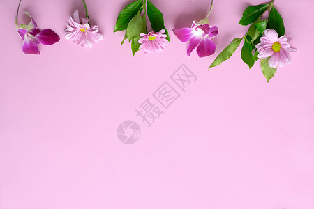 2月14日情人节粉红色背景上的花朵蕨类植物洋甘菊紫菀兰花带复制图片